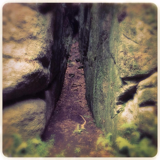 A split image: on one side, a lush forest trail with minimal human impact; on the other, a heavily eroded trail with litter and visible signs of overuse.