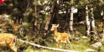 New Wildlife Protection Regulations in the US: What to Expect in 3 Months - Cover Image