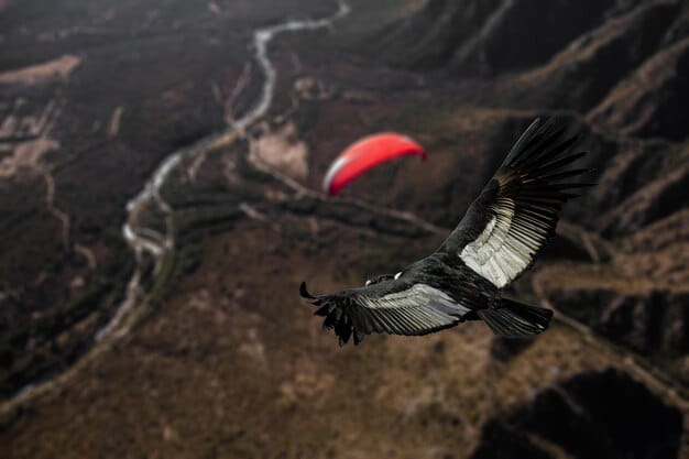 A detailed image of an endangered California Condor being released back into the wild, highlighting the efforts to conserve and protect these iconic birds through habitat preservation and anti-poaching measures.