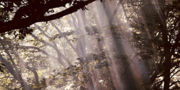 Unlock Nature's Secrets: 5 Unexpected Benefits in 30 Minutes - Cover Image