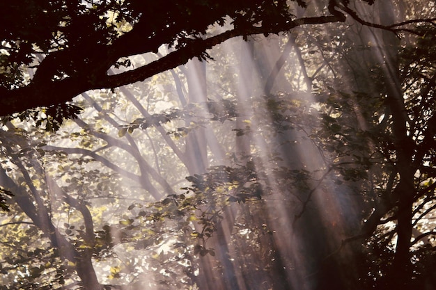 Unlock Nature’s Secrets: 5 Unexpected Benefits in 30 Minutes