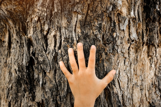 A close-up shot of a person's hand gently touching the bark of a tree. The focus is on the texture of the bark and the connection between the person and the natural world. The background is slightly blurred to emphasize the sense of touch and immersion.