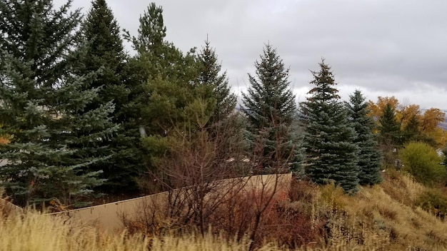 Nature’s Resilience: Adapting US Forests to 1.5°C Rise