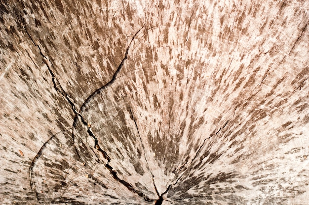 A detailed close-up of tree bark infested with bark beetles, showcasing the visible damage and trails left by the insects. The bark is dry and cracked, indicating the tree's weakened state.