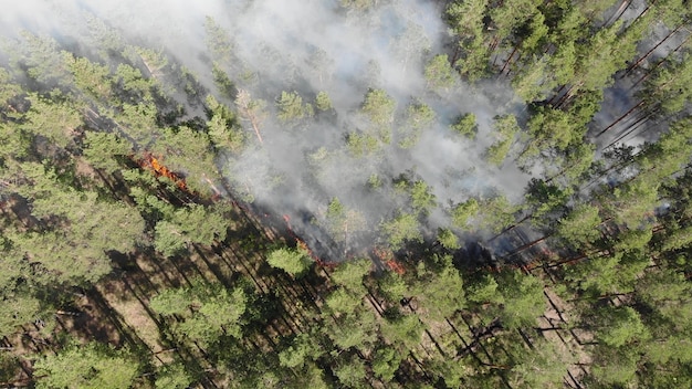 A controlled burn in a forest, with flames visible in the underbrush and smoke rising into the air. Forest personnel are monitoring the fire, and the surrounding trees appear healthy.