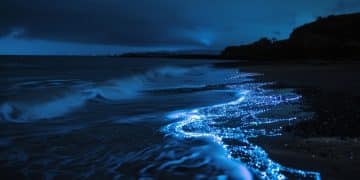 Bioluminescence in the US: Witness Nature's Magical Light Show - Cover Image