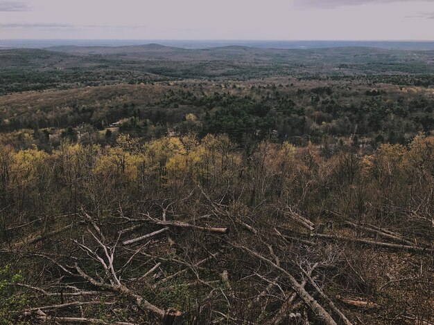 Long-Term Effects of Deforestation on US Bird Populations: An 8% Increase Analysis