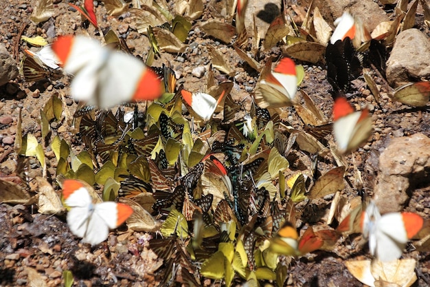 A split image showing a healthy forest ecosystem on one side, filled with insects and fruits, and a deforested area on the other side, showing bare ground and a scarcity of food resources for birds.