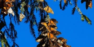 How Citizen Scientists Can Track Monarch Butterfly Migration in 2025 - Cover Image