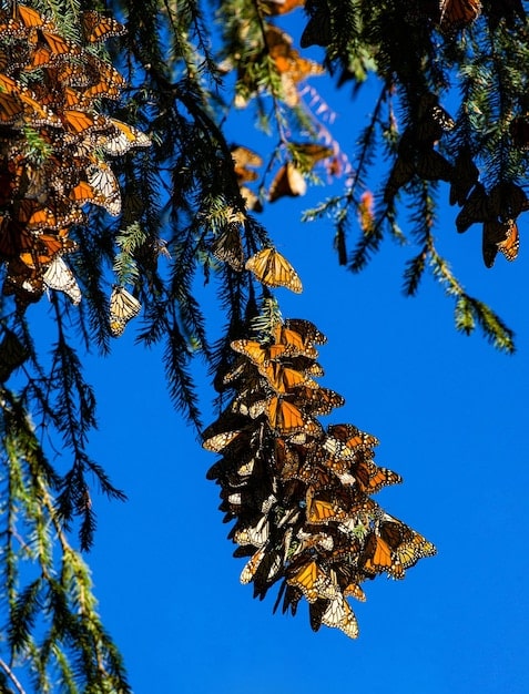 How Citizen Scientists Can Track Monarch Butterfly Migration in 2025