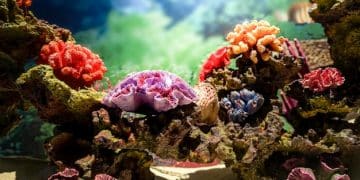 Exploring New Marine Species Discoveries Off the US Coastline - Cover Image
