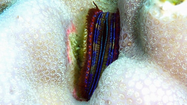 A close-up view of a newly discovered species of sea slug with vibrant colors and intricate patterns, showcasing its unique adaptations and beauty.