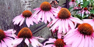 Nature's Pharmacy: Exploring Medicinal Plants Native to the US - Cover Image