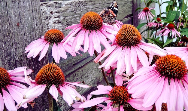 Nature’s Pharmacy: Exploring Medicinal Plants Native to the US