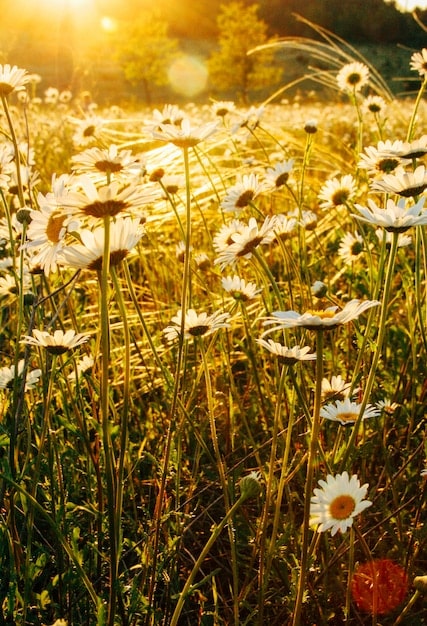A serene photograph of a field of chamomile flowers in full bloom, with a soft and diffused lighting, creating a calming and tranquil atmosphere.