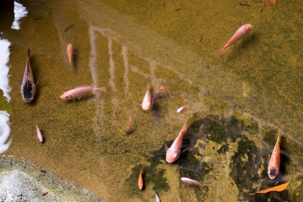 A group of fish crowded together in a small puddle of water in a drying riverbed, illustrating the stress and vulnerability of aquatic life during a drought. The image should convey a sense of desperation and the struggle for survival.