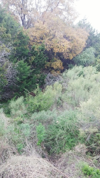 A before-and-after image of a forest, showing the lush green foliage before a drought and then the brown, withered trees after several years of drought and a subsequent wildfire. This illustrates the long-term consequences of drought on ecosystem health.