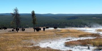Understanding Ecosystems: Exploring Food Webs in US National Parks - Cover Image