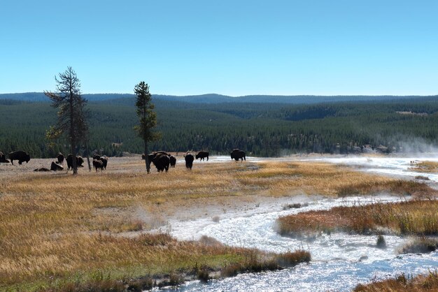 Understanding Ecosystems: Exploring Food Webs in US National Parks