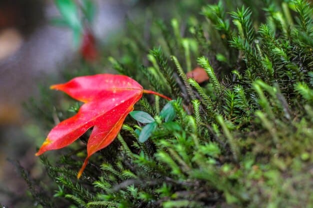 A close-up shot of a lush forest floor in Olympic National Park, showcasing a variety of ferns, mosses, and wildflowers in vibrant greens and colors. Sunlight filters through the canopy, creating dappled light patterns.