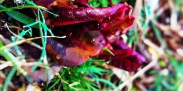 Unveiling the Hidden World of Fungi in US Ecosystems - Cover Image