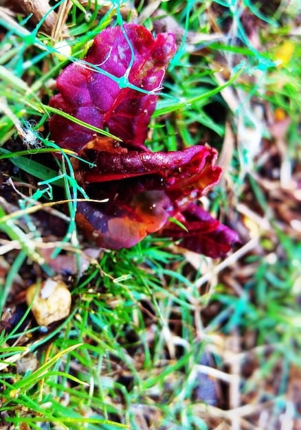 Unveiling the Hidden World of Fungi in US Ecosystems
