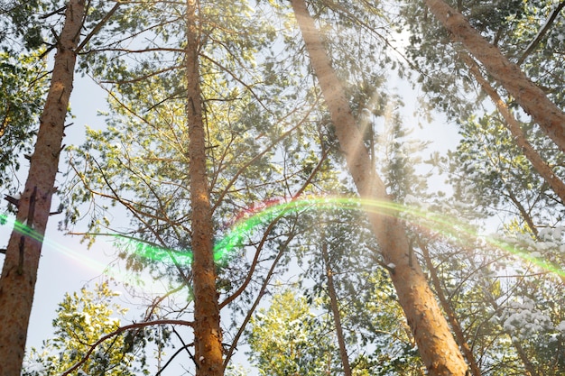 Reduce Your Carbon Footprint: 7 Steps to Protect Nature