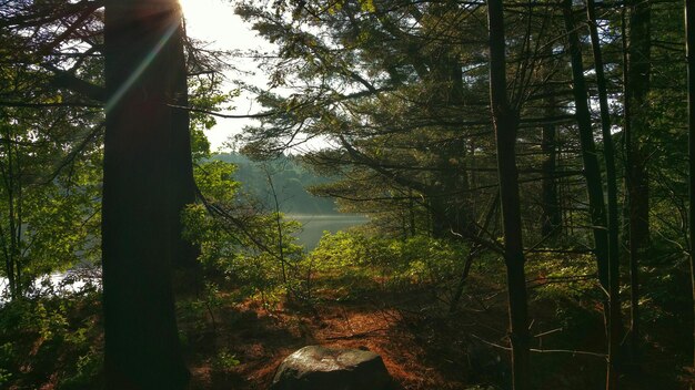 Sustainable Hiking and Camping: Best Practices in US National Forests