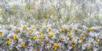 Climate Change and US Spring Bloom: What to Expect - Cover Image