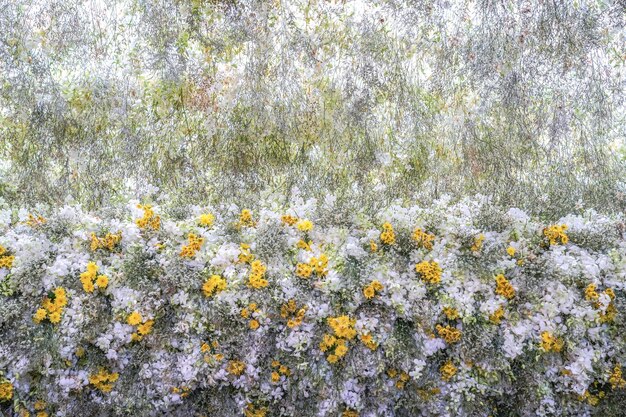 Climate Change and US Spring Bloom: What to Expect