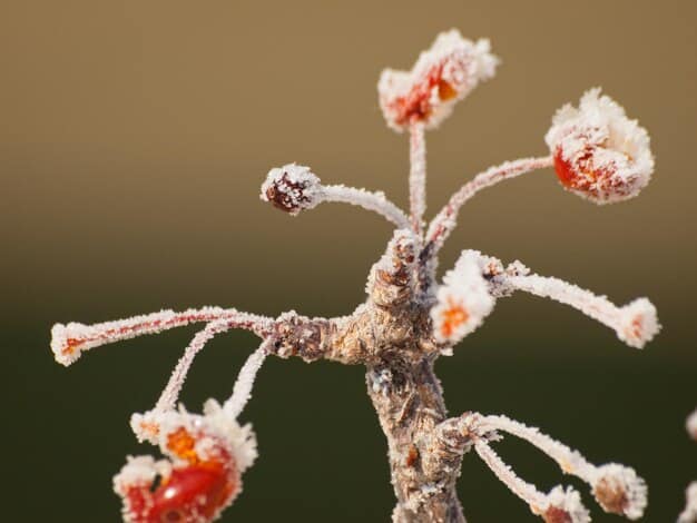 A close-up shot of a flowering cherry blossom tree covered in frost, illustrating the damage caused by late frosts after premature blooming due to warming temperatures.