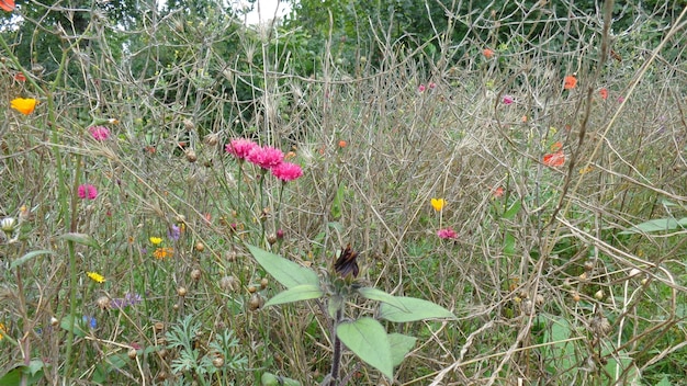 A split image comparing a lush, vibrant wildflower meadow in a normal spring season with a dry, withered meadow in a drought year, visually representing the impact of water scarcity on spring bloom.